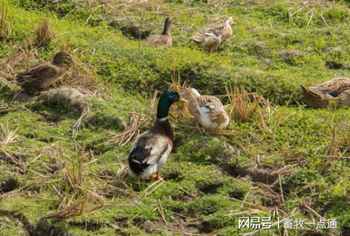 肉鴨場區(qū)與外界隔離及農副產品銷售策略