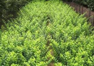 衛(wèi)矛綠化苗木 優(yōu)質的農副產品選擇
