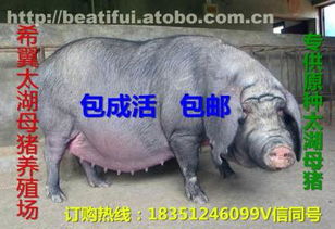 太湖母豬價(jià)格、廠家與供應(yīng)商推薦 鹽城市亭湖區(qū)南洋鎮(zhèn)沂之水農(nóng)產(chǎn)品經(jīng)營(yíng)部熱賣中